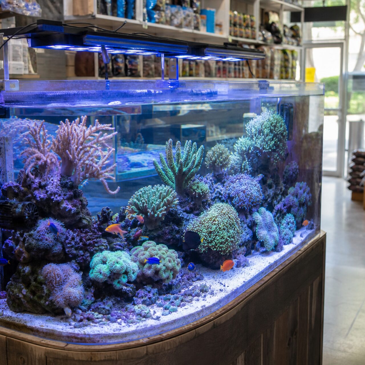 Farbiges Riffaquarium mit tropischen Fischen