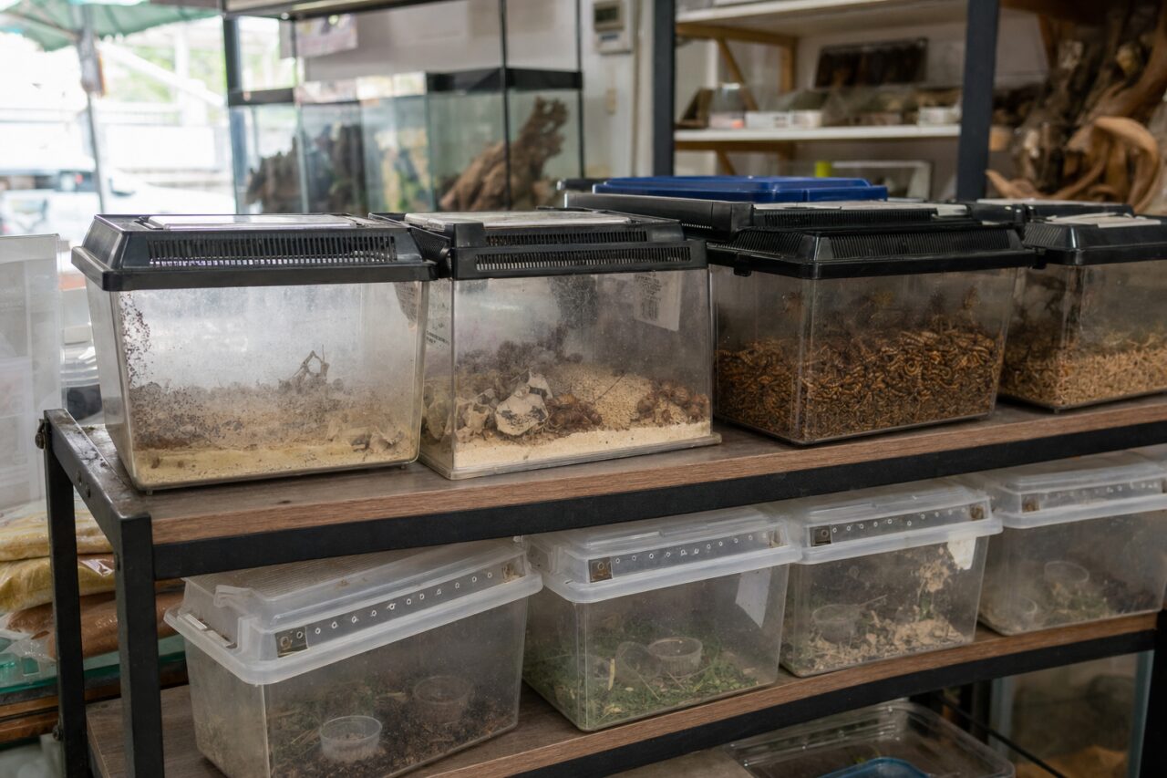 Cajas de insectos alimentarios en una estantería