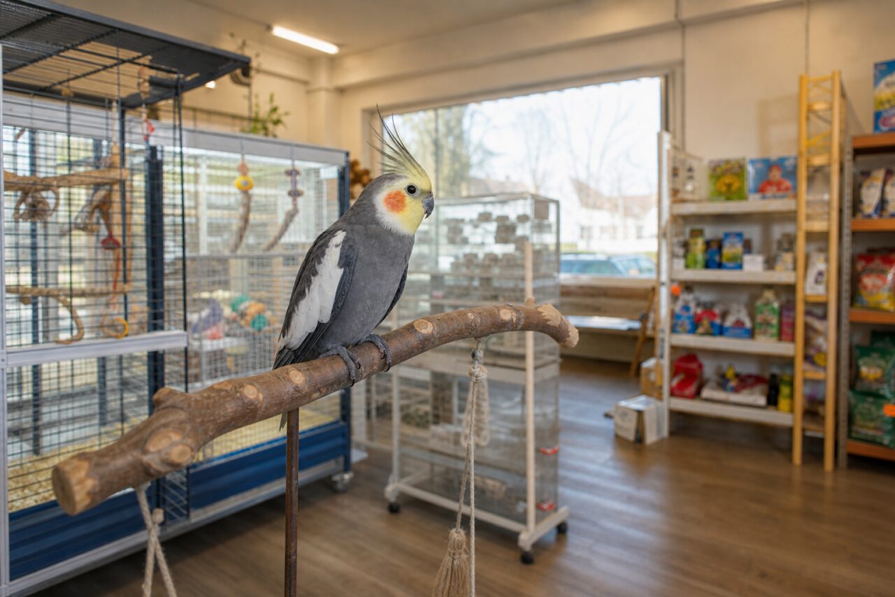 Calopsitte sur une branche au milieu d’une animalerie