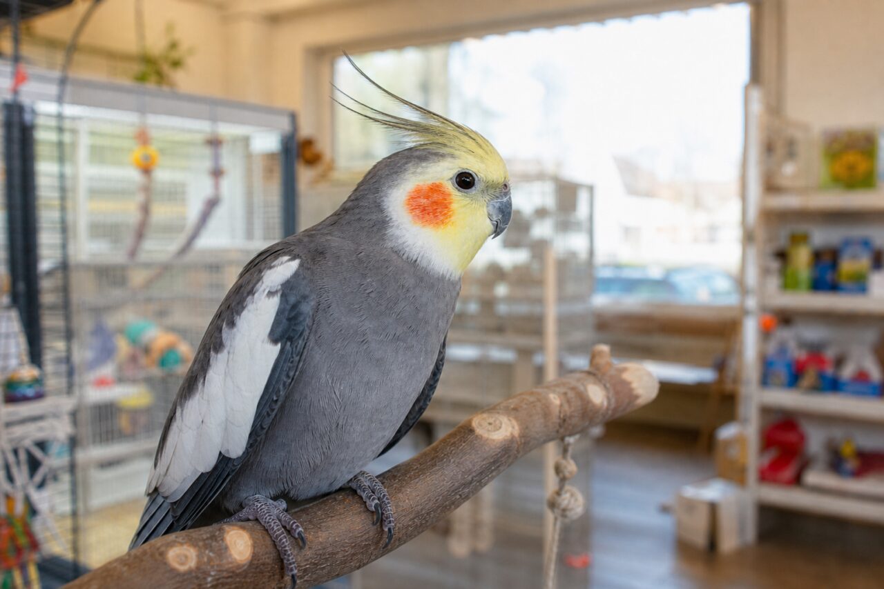 Calopsitte grise à huppe jaune dans une boutique pour animaux