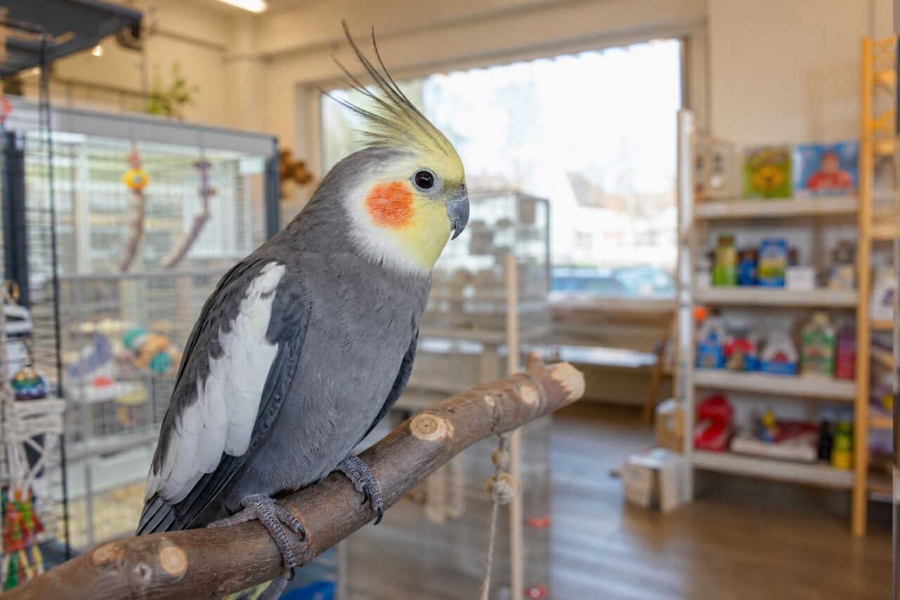 Cacatúa ninfa gris y amarilla sobre una rama en una tienda de animales
