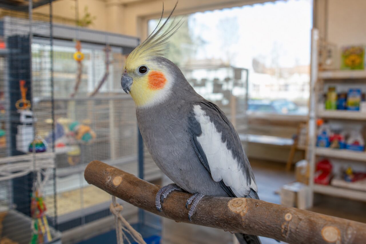 Grey cockatiel in profile on a natural branch
