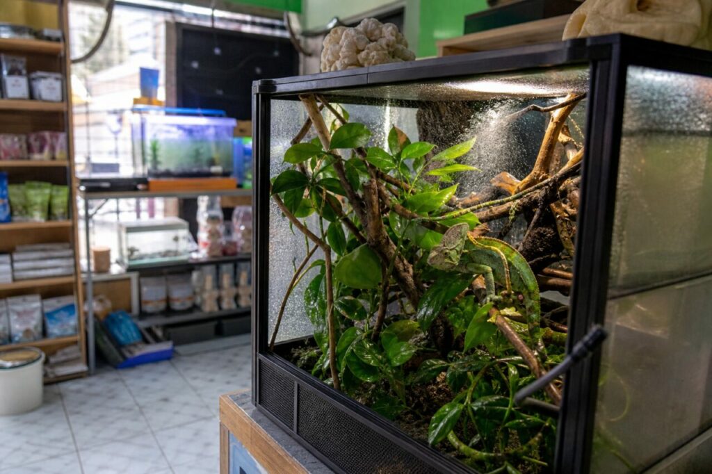Chamäleon in einem bepflanzten Terrarium einer Tierhandlung
