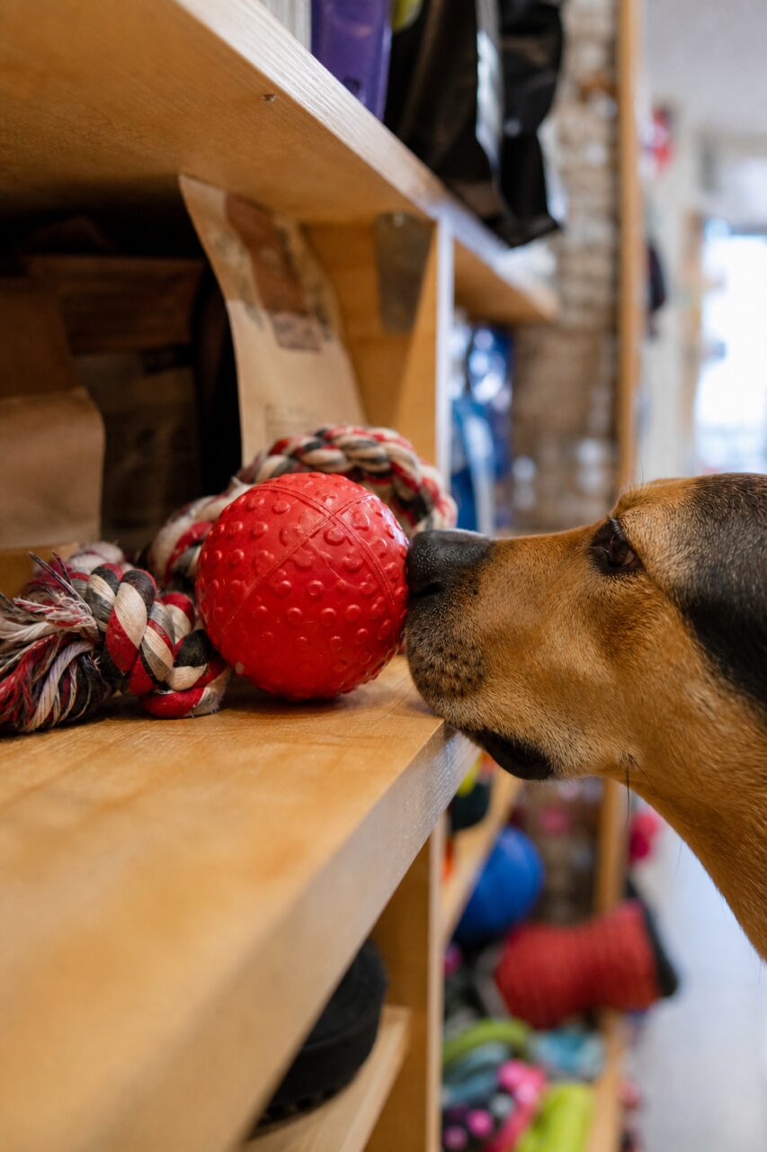 Hund vor rotem Ball und geflochtenem Spielzeug