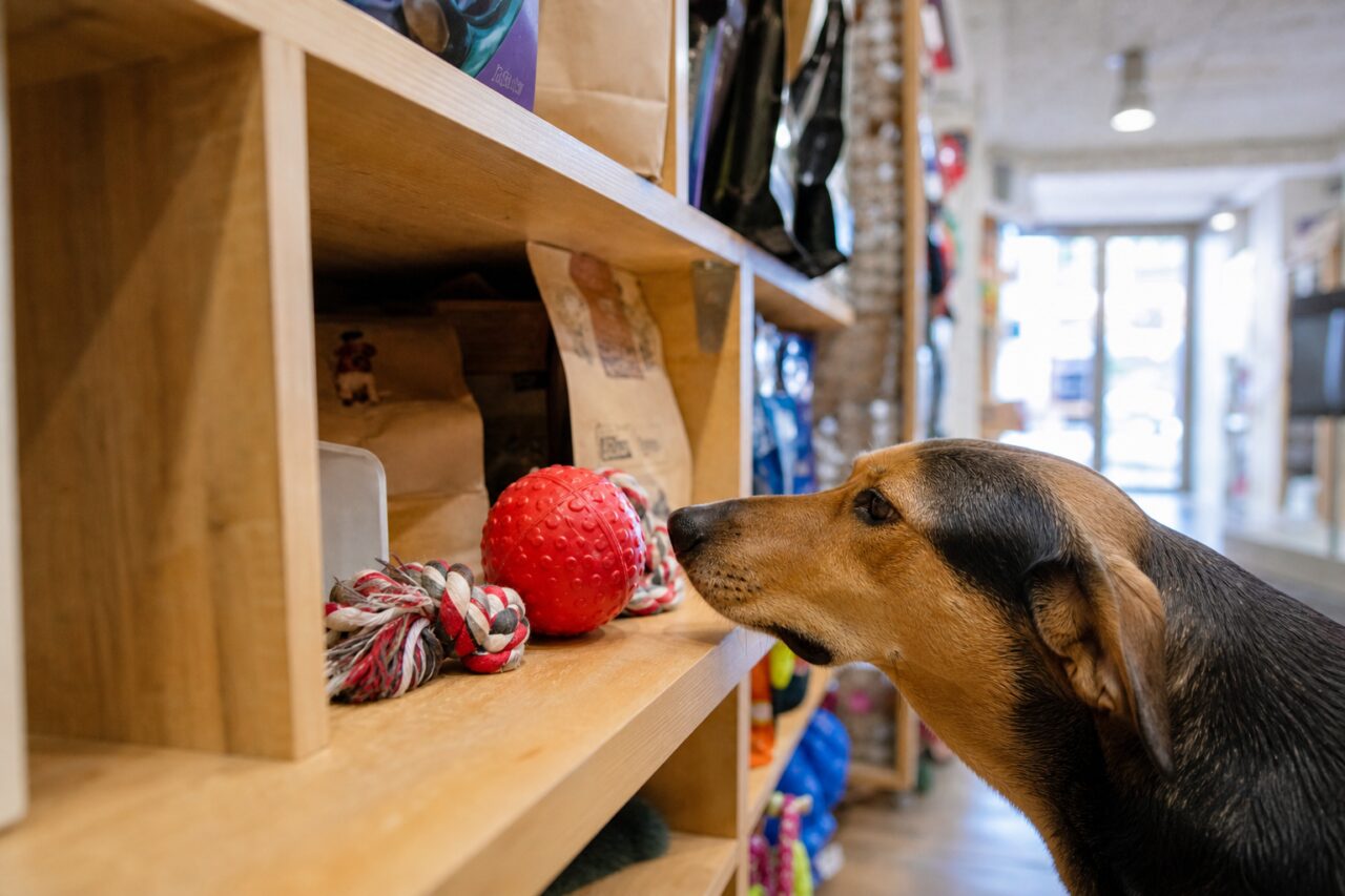 Dog discovering a ball and play ropes