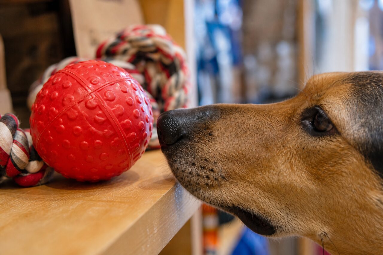 Hond snuffelt aan een rode bal tussen touwspeelgoed
