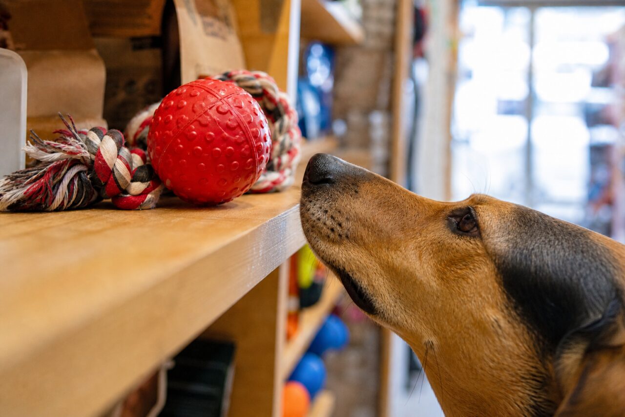 Chien observant une balle rouge sur un rayon