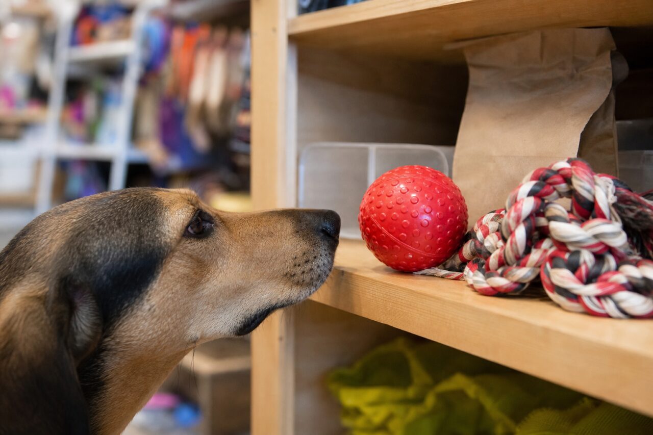 Cane guarda i giochi su uno scaffale