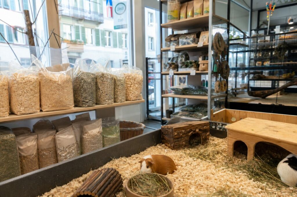 Braunes Meerschweinchen am Unterschlupf mit teilweise sichtbarem schwarz-weißem Artgenossen im Zoofachhandel