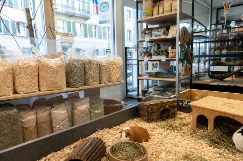 Braunes Meerschweinchen auf dem Weg zum Heu in einem Holzgehege des Zoofachhandels