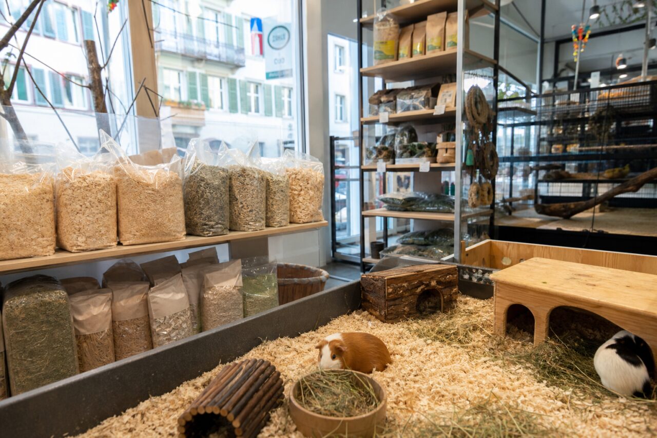 Zwei Meerschweinchen in einem eingerichteten Gehege der Tierhandlung