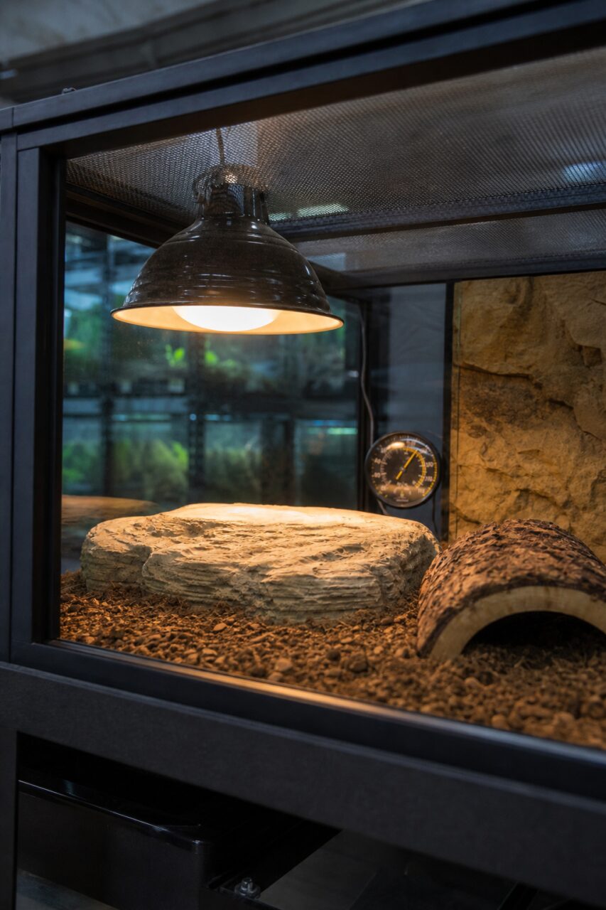 Wärmekuppel und Thermometer im Terrarium