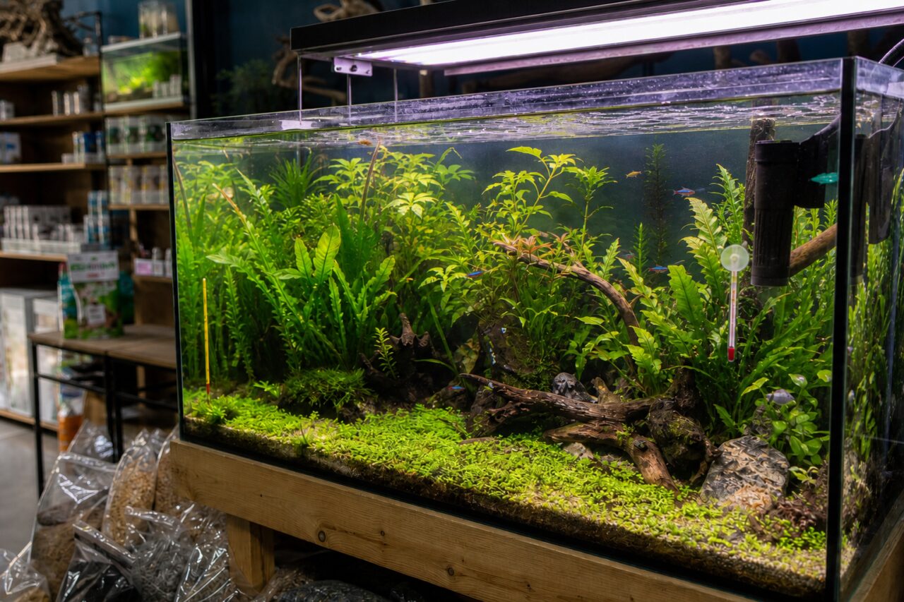 Close-up van een beplant aquarium