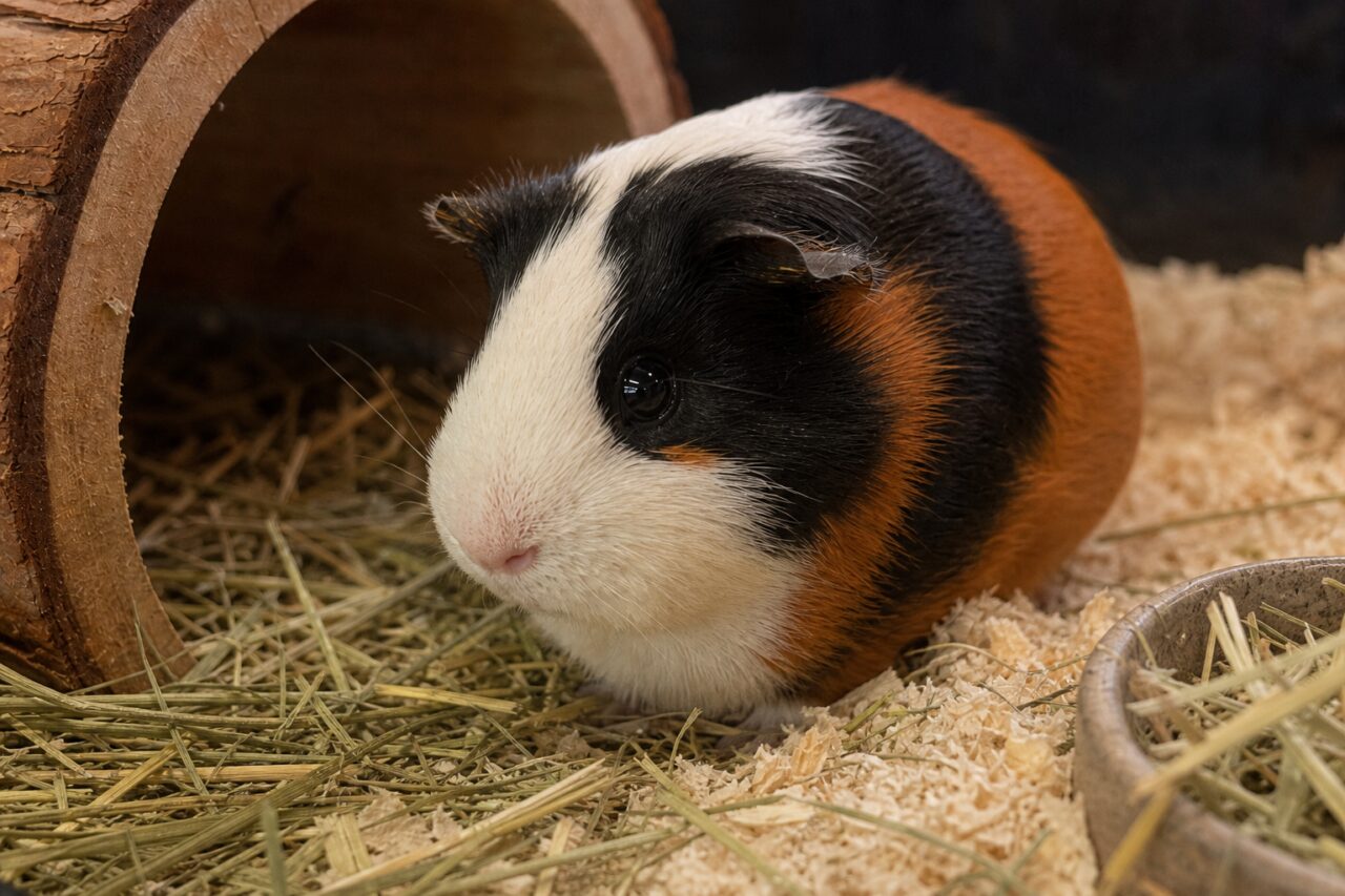 Primer plano de una cobaya tricolor en su hábitat