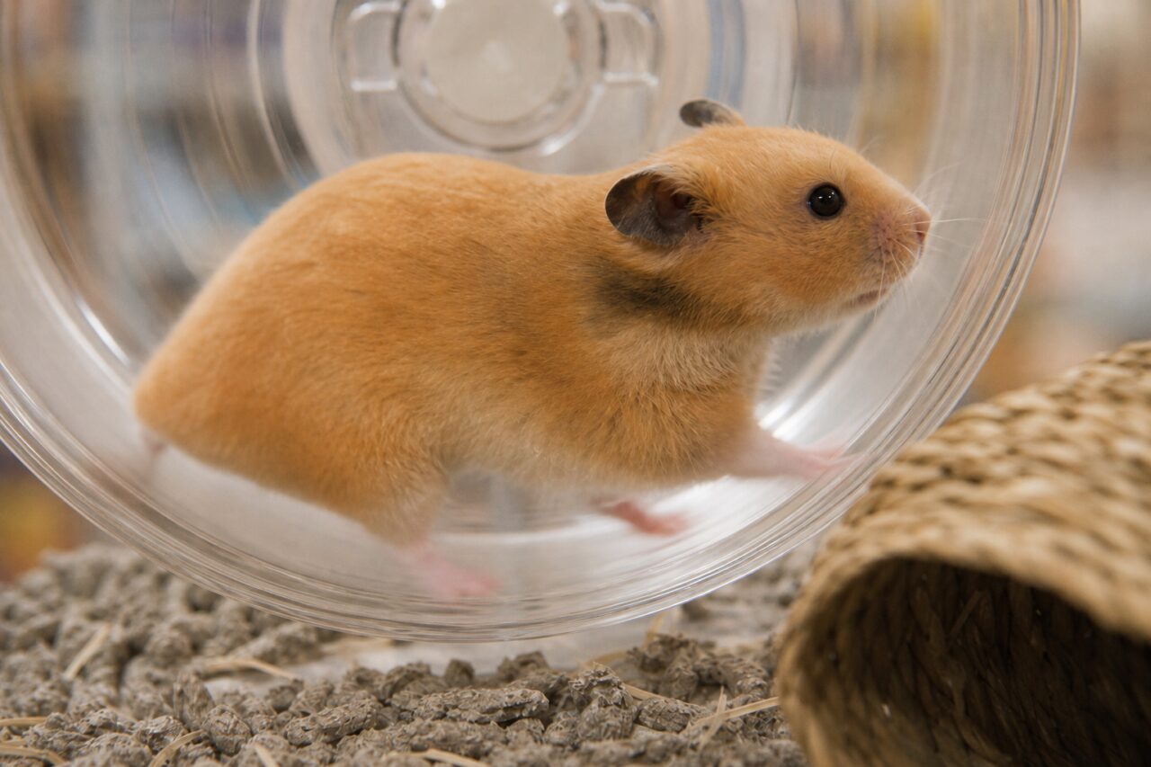 Hamster doré en pleine course dans sa roue