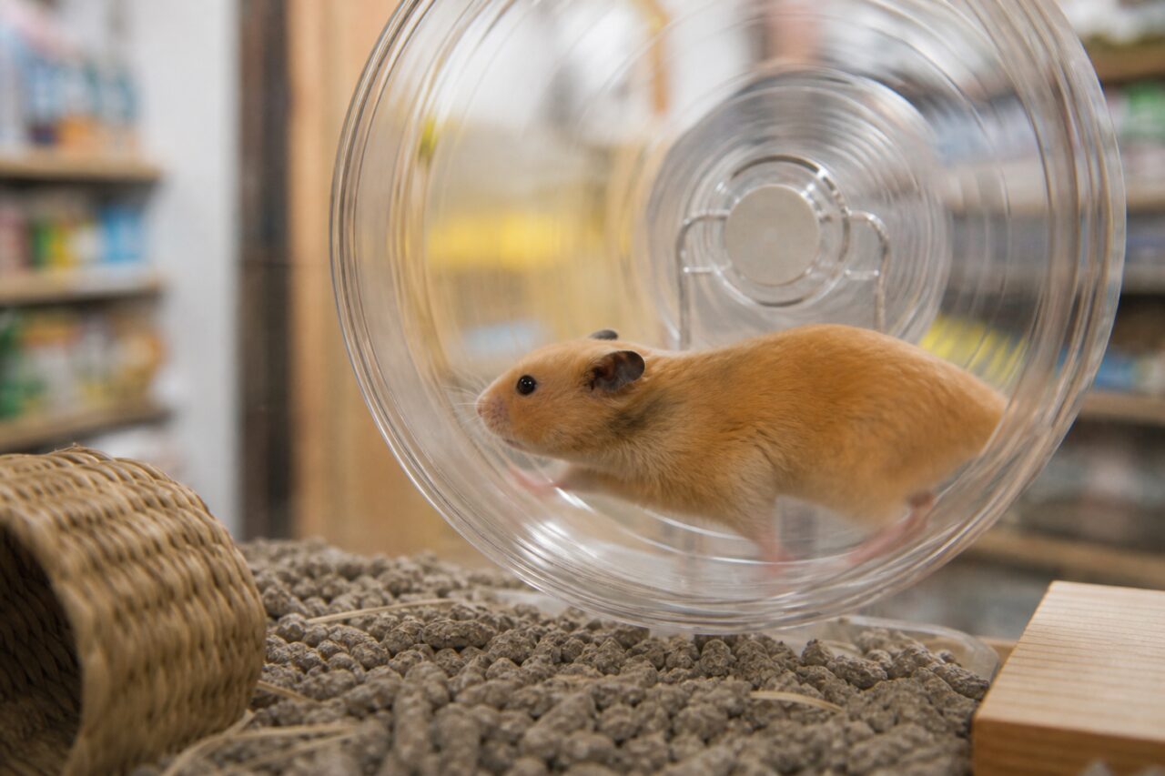 Hamster doré vu dans une roue transparente