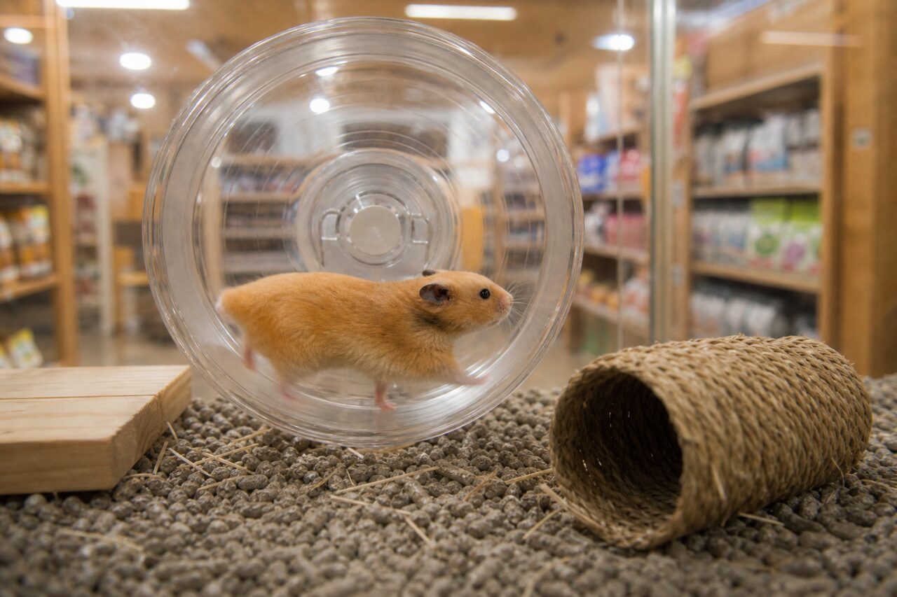 Goudhamster in het looprad in de dierenwinkel