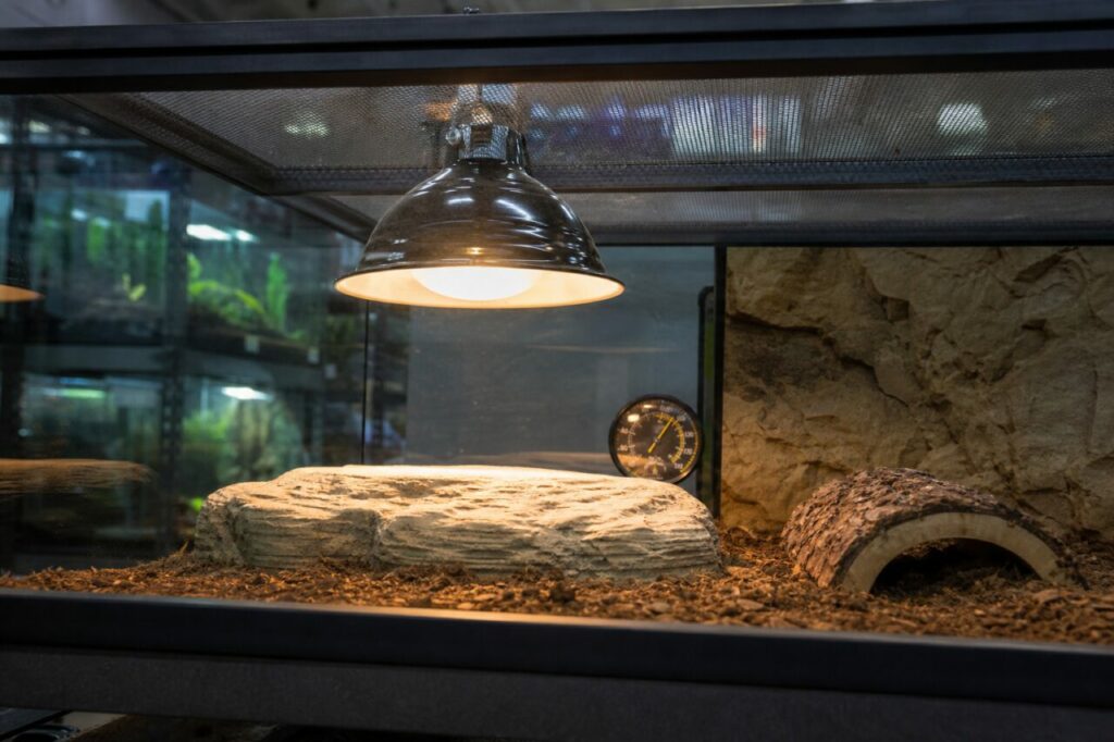 Lampe chauffante au-dessus d’un terrarium aménagé