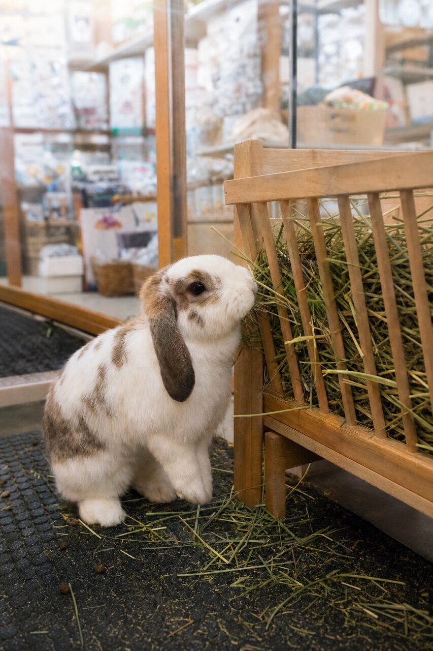 Hangoor konijn in een dierenwinkel naast het hooi