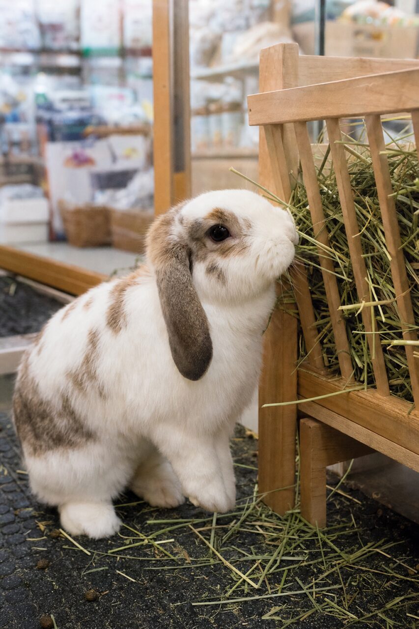 Coniglio ariete davanti a una rastrelliera per il fieno in un negozio per animali