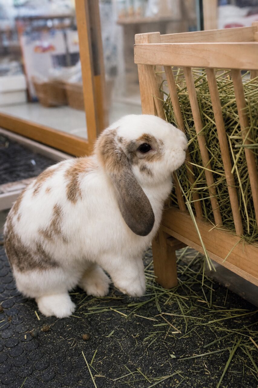 Lapin bélier devant une mangeoire à foin