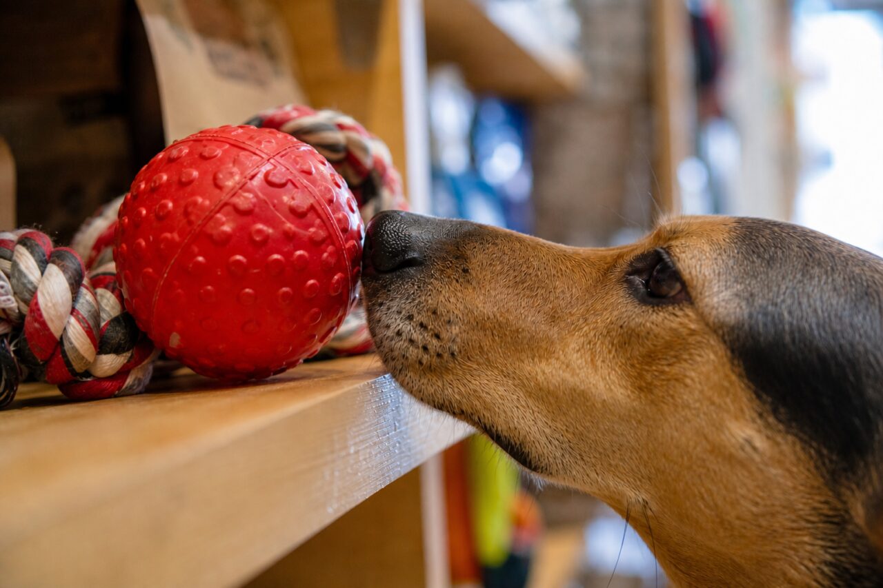 Dog’s muzzle near a red play ball