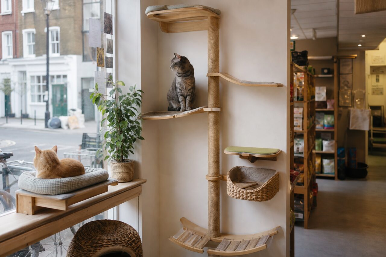Kletterwand für Katzen in einem Zoofachhandel