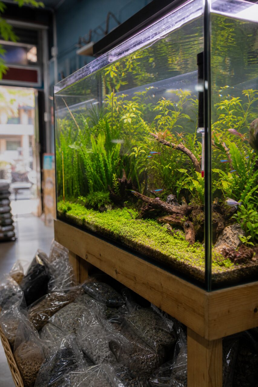 Neon tetra low in a vertical planted aquarium