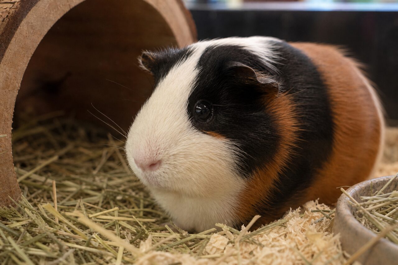 Ritratto ravvicinato di una cavia tra i trucioli