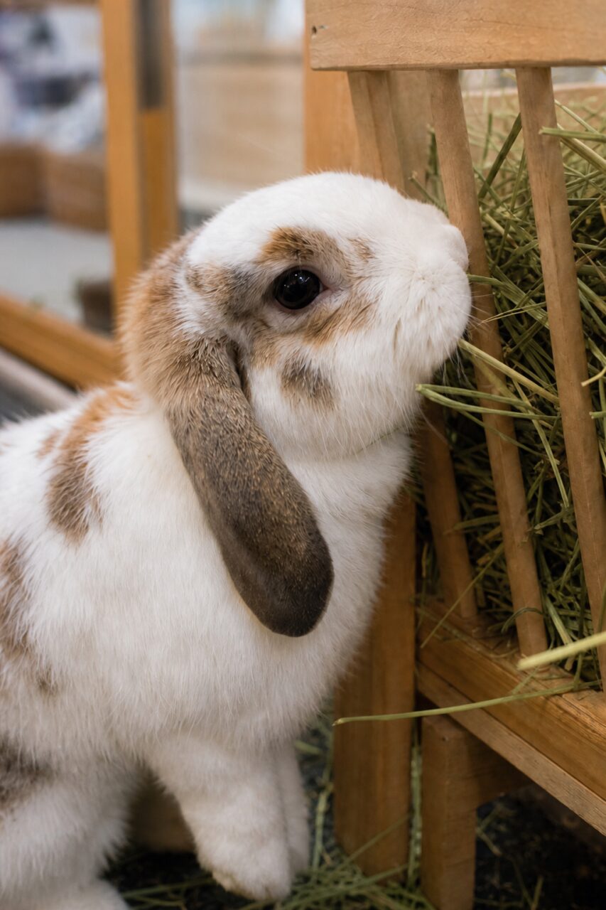 Tight portrait of a lop rabbit at the hay rack