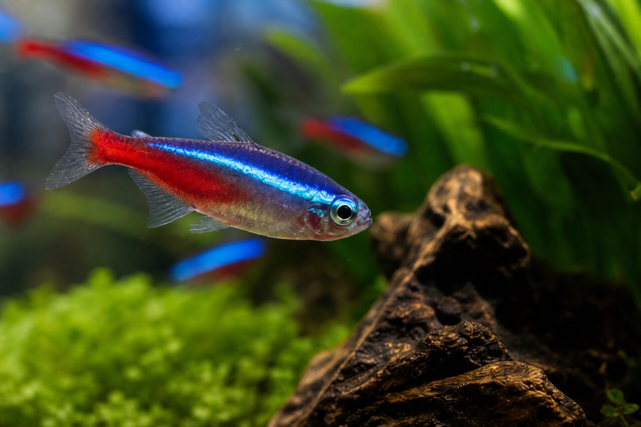 Ritratto ravvicinato di un pesce neon dalle strisce luminose