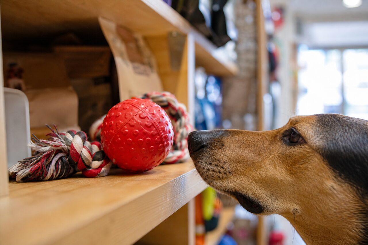Sélection de jouets pour chien avec balle rouge