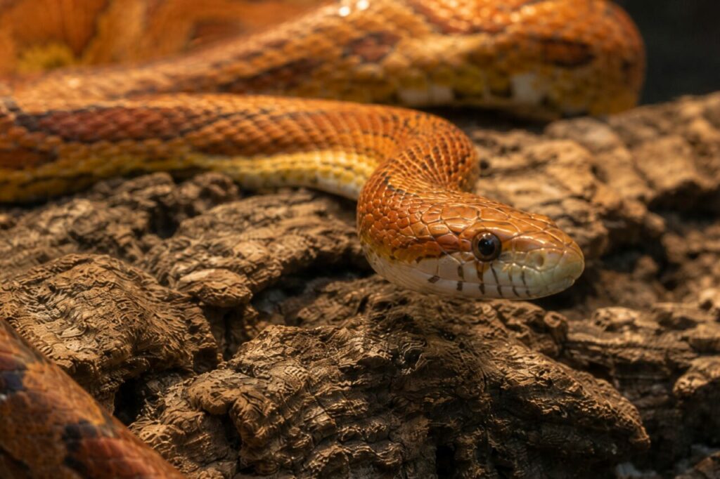 Serpente arancione in primo piano sulla corteccia del terrario